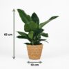 c18c0bf1c31d411296b5fc11a97ef2fdc07a2248d8cb40ed9018d653cf9d31d0.jpg Philodendron - Philodendron Imperial Green - Grün - Pflegeleicht - mit Korb
