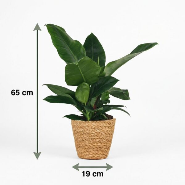 c18c0bf1c31d411296b5fc11a97ef2fdc07a2248d8cb40ed9018d653cf9d31d0.jpg Philodendron - Philodendron Imperial Green - Grün - Pflegeleicht - mit Korb