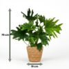 Philodendron - Philodendron Lickety split - Grün - Pflegeleicht - mit Korb