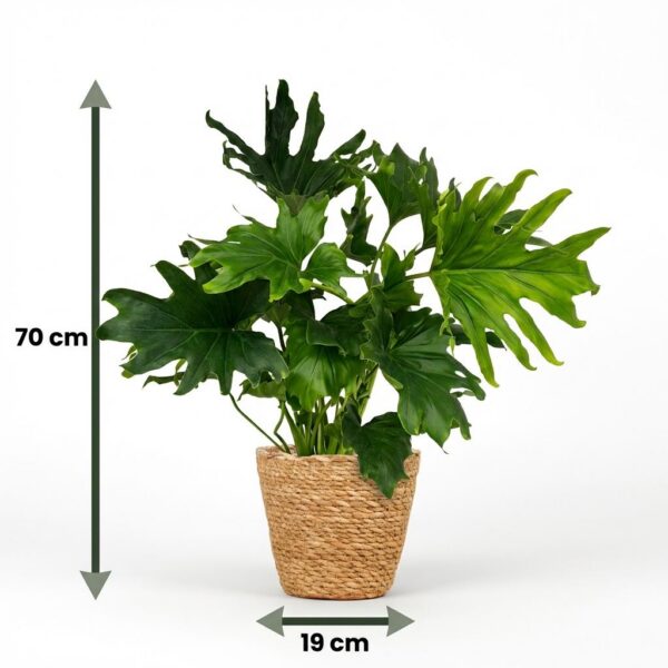 Philodendron - Philodendron Lickety split - Grün - Pflegeleicht - mit Korb