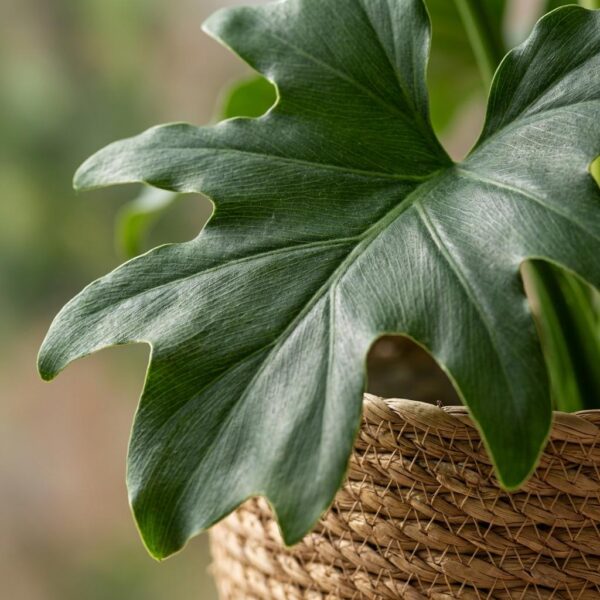 Philodendron - Philodendron Lickety split - Grün - Pflegeleicht - mit Korb