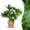 Philodendron - Philodendron Lickety split - Grün - Pflegeleicht - mit Korb