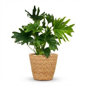 e62805dab191448f9eb206c8e0cfccd7d411e0dbca174ba59a7c824e9a957c49.jpg Philodendron - Philodendron Lickety split - Grün - Pflegeleicht - mit Korb