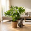 Philodendron - Philodendron Lickety split - Grün - Pflegeleicht - mit Korb