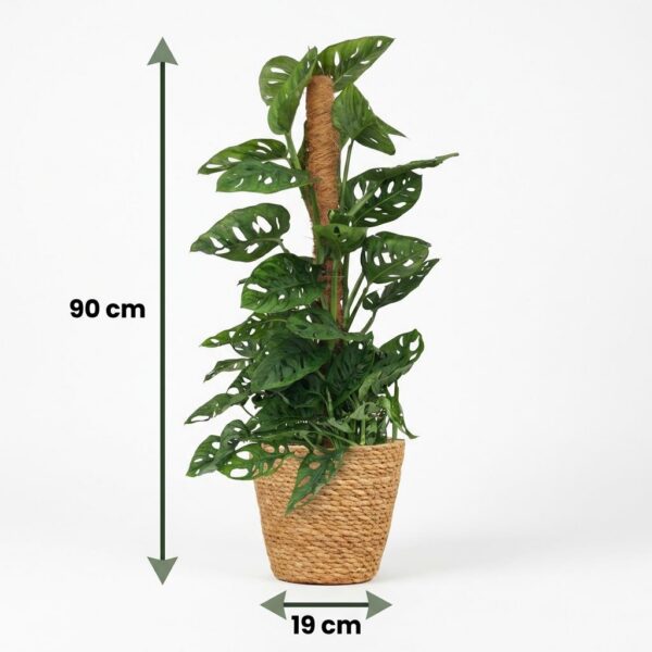 Monkey Mask - Monstera Andansonii Moss Stick - Grün - Pflegeleicht - mit Korb