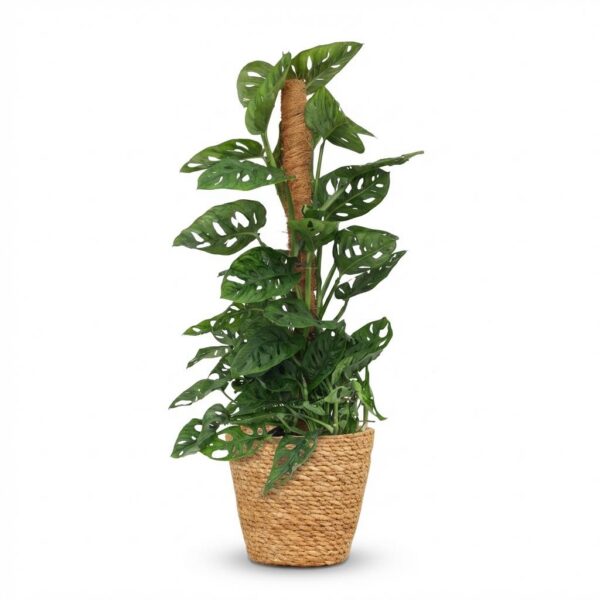 Monkey Mask - Monstera Andansonii Moss Stick - Grün - Pflegeleicht - mit Korb
