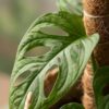 Monkey Mask - Monstera Andansonii Moss Stick - Grün - Pflegeleicht - mit Korb