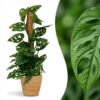 Monkey Mask - Monstera Andansonii Moss Stick - Grün - Pflegeleicht - mit Korb