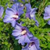 Hibiscus syriacus Oiseau Blue - Garten Hibiskus - Winterhart - Blau - 3 Pflanzen