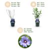 Hibiscus syriacus Oiseau Blue - Garten Hibiskus - Winterhart - Blau - 3 Pflanzen