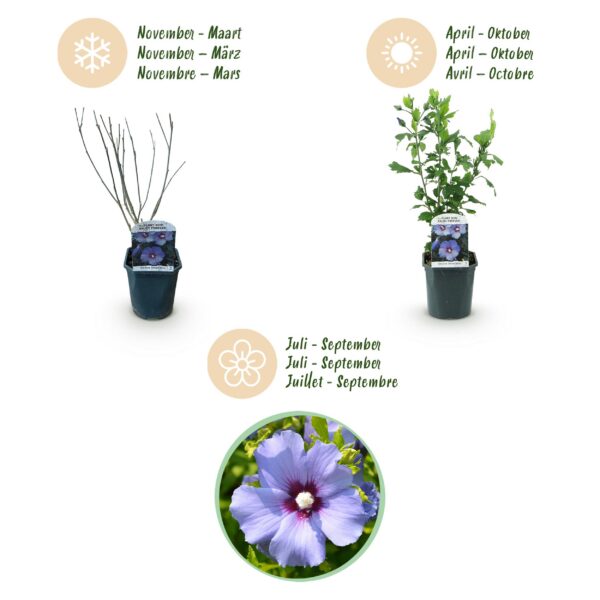 Hibiscus syriacus Oiseau Blue - Garten Hibiskus - Winterhart - Blau - 3 Pflanzen