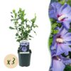 Hibiscus syriacus Oiseau Blue - Garten Hibiskus - Winterhart - Blau - 3 Pflanzen
