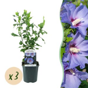 7619dbad344f442a81c62712fca65af2fc7d9bf26feb47cb8d272f448c84d62d.jpg Hibiscus syriacus Oiseau Blue - Garten Hibiskus - Winterhart - Blau - 3 Pflanzen