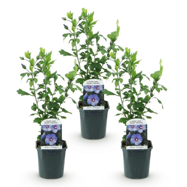 Hibiscus syriacus Oiseau Blue - Garten Hibiskus - Winterhart - Blau - 3 Pflanzen