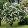 Hibiscus syriacus Red Heart - Garten Hibiskus - Winterhart - Weiß - Rot - 3 Pflanzen