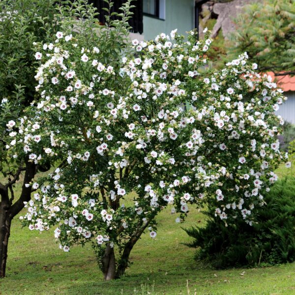Hibiscus syriacus Red Heart - Garten Hibiskus - Winterhart - Weiß - Rot - 3 Pflanzen
