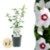 Hibiscus syriacus Red Heart - Garten Hibiskus - Winterhart - Weiß - Rot - 3 Pflanzen