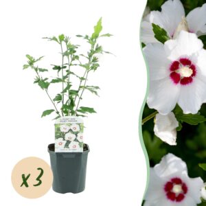 20d6e88430214991b5387fb02378c1ff4334976d89b446fda4353d81f8d3a7d0.jpg Hibiscus syriacus Red Heart - Garten Hibiskus - Winterhart - Weiß - Rot - 3 Pflanzen