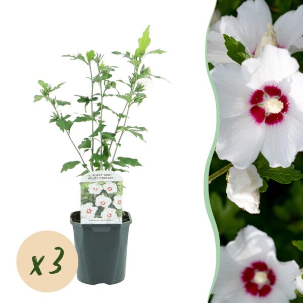 Hibiscus syriacus Red Heart - Garten Hibiskus - Winterhart - Weiß - Rot - 3 Pflanzen