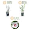 Hibiscus syriacus Red Heart - Garten Hibiskus - Winterhart - Weiß - Rot - 3 Pflanzen