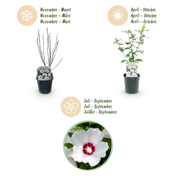 Hibiscus syriacus Red Heart - Garten Hibiskus - Winterhart - Weiß - Rot - 3 Pflanzen