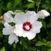 Hibiscus syriacus Red Heart - Garten Hibiskus - Winterhart - Weiß - Rot - 3 Pflanzen