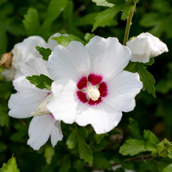 Hibiscus syriacus Red Heart - Garten Hibiskus - Winterhart - Weiß - Rot - 3 Pflanzen