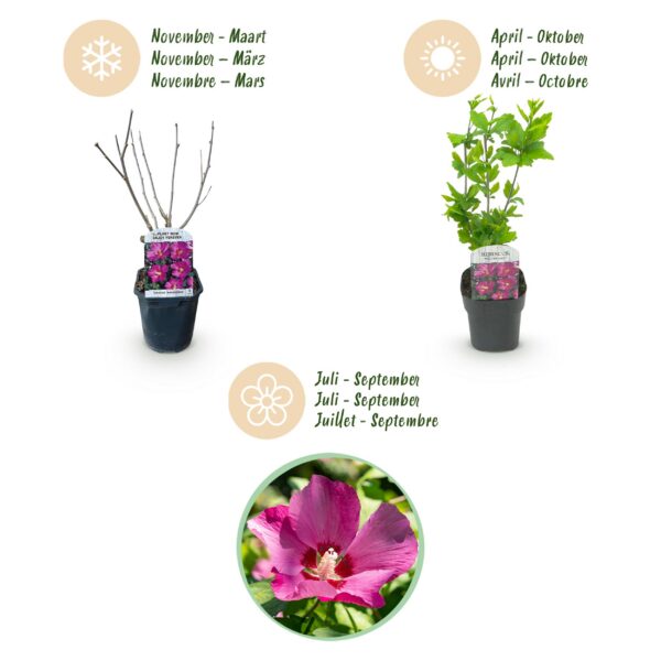 Hibiscus syriacus Woodbridge - Garten Hibiskus - Winterhart - Rosa - 3 Pflanzen