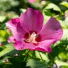 Hibiscus syriacus Woodbridge - Garten Hibiskus - Winterhart - Rosa - 3 Pflanzen