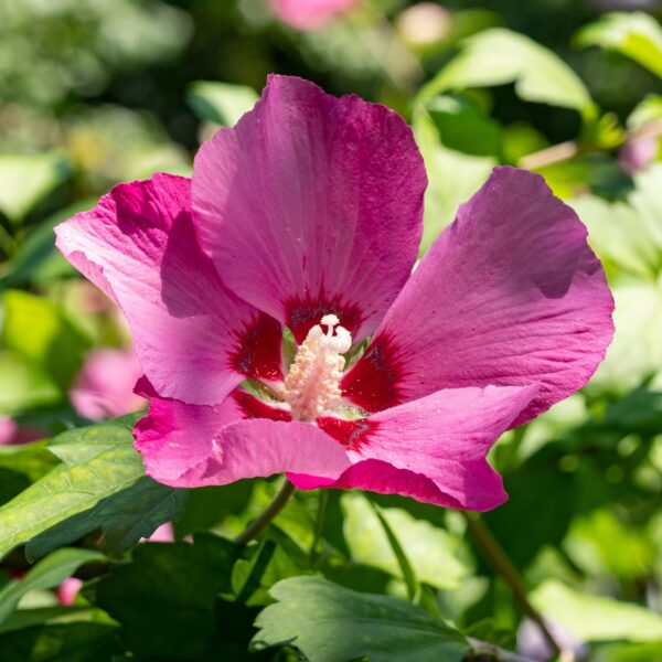 Hibiscus syriacus Woodbridge - Garten Hibiskus - Winterhart - Rosa - 3 Pflanzen