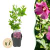 Hibiscus syriacus Woodbridge - Garten Hibiskus - Winterhart - Rosa - 3 Pflanzen
