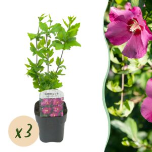 732873b971044198af2bb69f0da0635c349e0f9320f14fbeb3b9e1db52c9350b.jpg Hibiscus syriacus Woodbridge - Garten Hibiskus - Winterhart - Rosa - 3 Pflanzen