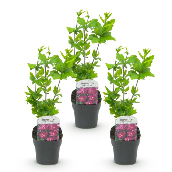 Hibiscus syriacus Woodbridge - Garten Hibiskus - Winterhart - Rosa - 3 Pflanzen