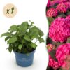 27fed96ba4c74a838c969a4f28f478accbee7a2e9fc84821a591b18acb0a9535.jpg Hydrangea Endles Summer Love Red - Hortensie - Winterhart - Rot - 8 Pflanzen