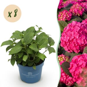 27fed96ba4c74a838c969a4f28f478accbee7a2e9fc84821a591b18acb0a9535.jpg Hydrangea Endles Summer Love Red - Hortensie - Winterhart - Rot - 8 Pflanzen