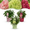 41f14685257746699808010b1b52c0ef2d56110af9c248d6a8f4cae50b0b60c4.jpg Hydrangea panniculata Groundbreaker Blush -Greeny - Ruby - Hortensie - Kompakt - Rosa-Grün-Rot - 3 Pflanzen