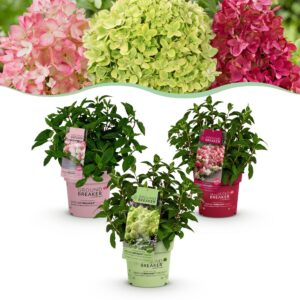 41f14685257746699808010b1b52c0ef2d56110af9c248d6a8f4cae50b0b60c4.jpg Hydrangea panniculata Groundbreaker Blush -Greeny - Ruby - Hortensie - Kompakt - Rosa-Grün-Rot - 3 Pflanzen