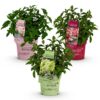 68677fa4b7104998a51028192b30c3bcf745e6b96b5c49b78166443289f21798.jpg Hydrangea panniculata Groundbreaker Blush -Greeny - Ruby - Hortensie - Kompakt - Rosa-Grün-Rot - 3 Pflanzen