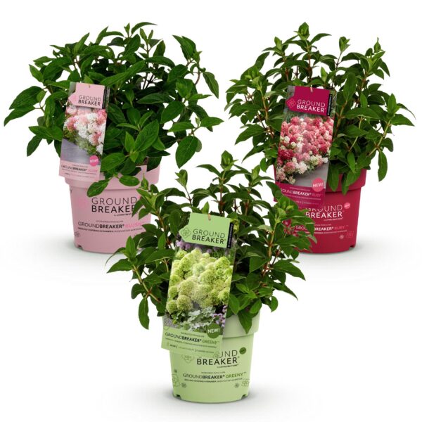 68677fa4b7104998a51028192b30c3bcf745e6b96b5c49b78166443289f21798.jpg Hydrangea panniculata Groundbreaker Blush -Greeny - Ruby - Hortensie - Kompakt - Rosa-Grün-Rot - 3 Pflanzen