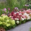ec8f54b8ede0452b9ae6a9db632545ac0b64f7ffa25e477f98688bb090c347be.jpg Hydrangea panniculata Groundbreaker Blush -Greeny - Ruby - Hortensie - Kompakt - Rosa-Grün-Rot - 3 Pflanzen