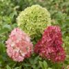 ff475a31f1a64d9ca3668512ab7709d1e69d83df11eb4b1398cb8dc00a04ea68.jpg Hydrangea panniculata Groundbreaker Blush -Greeny - Ruby - Hortensie - Kompakt - Rosa-Grün-Rot - 3 Pflanzen