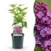 0e85ea042f5f4016885a7d1389a4134feeaca54834764ee5bfdf4b0484f6ad26.jpg Syringa vulgaris Ludwig Spath - Gewöhnlicher Flieder - Winterhart - Lila