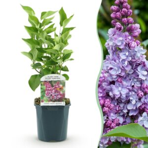 12c076893c204231a6fb88be37214c95b67db5ad42754a13aff136914699d147.jpg Syringa vulgaris Michel Buchner - Gewöhnlicher Flieder - Winterhart - Rosa