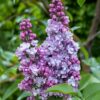 42e7d1ad359a4cdbb65424dd5e322336bacb014baa704a5ca2ec85f803315318.jpg Syringa vulgaris Michel Buchner - Gewöhnlicher Flieder - Winterhart - Rosa