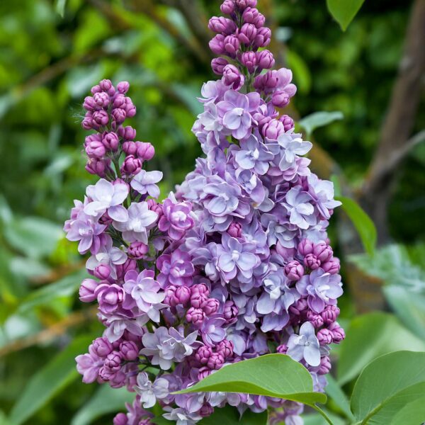42e7d1ad359a4cdbb65424dd5e322336bacb014baa704a5ca2ec85f803315318.jpg Syringa vulgaris Michel Buchner - Gewöhnlicher Flieder - Winterhart - Rosa