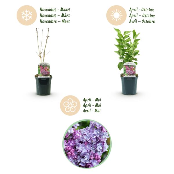 5e3d7d5bd64342a2bf519c9b1ca3db1b3b4576e9f18e4d98af185d176874c79b.jpg Syringa vulgaris Michel Buchner - Gewöhnlicher Flieder - Winterhart - Rosa