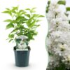 09d22d79a9194950b30b69043f2c7ba96fa47af2baab4c0494a51303a2c46600.jpg Syringa vulgaris mme Lemoine - Gewöhnlicher Flieder - Winterhart - Weiß