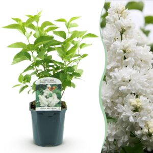 09d22d79a9194950b30b69043f2c7ba96fa47af2baab4c0494a51303a2c46600.jpg Syringa vulgaris mme Lemoine - Gewöhnlicher Flieder - Winterhart - Weiß