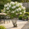 5661e65a3ca84c8c9dbad6222e03389ff8595e809f87492eaad322fa54db6190.jpg Syringa vulgaris mme Lemoine - Gewöhnlicher Flieder - Winterhart - Weiß