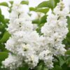 65ba58adbc6f4549adbccdd1c4b3f093ac7995bcbeea4aa484f0d7aa5e38dbb5.jpg Syringa vulgaris mme Lemoine - Gewöhnlicher Flieder - Winterhart - Weiß